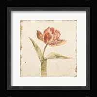 Vintage Flaming Parrot Tulip Crop Fine Art Print