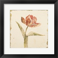 Vintage Flaming Parrot Tulip Crop Fine Art Print