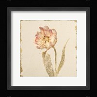 Vintage May Wonder Tulip Crop Fine Art Print