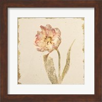 Vintage May Wonder Tulip Crop Fine Art Print