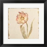 Vintage May Wonder Tulip Crop Framed Print