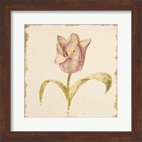 Vintage Blue Parrot Tulip Crop Fine Art Print