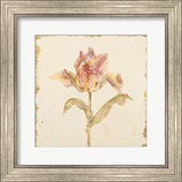Vintage Zoomer Schoon Tulip Crop Fine Art Print