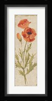 Poppy Panel on White Vintage Framed Print