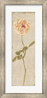 Pale Rose Panel on White Vintage Fine Art Print