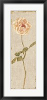 Pale Rose Panel on White Vintage Fine Art Print