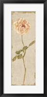 Pale Rose Panel on White Vintage Fine Art Print