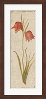 Red Tulip Panel on White Vintage Fine Art Print