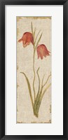 Red Tulip Panel on White Vintage Framed Print