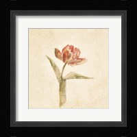 Flaming Parrot Tulip on White Crop Framed Print