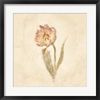 May Wonder Tulip on White Crop Fine Art Print