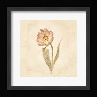 May Wonder Tulip on White Crop Framed Print