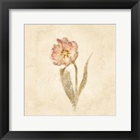May Wonder Tulip on White Crop Fine Art Print