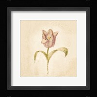 Blue Parrot Tulip on White Crop Framed Print