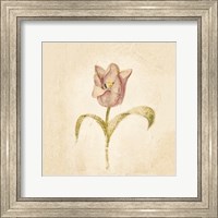 Blue Parrot Tulip on White Crop Fine Art Print