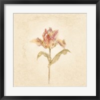 Zoomer Schoon Tulip on White Crop Fine Art Print