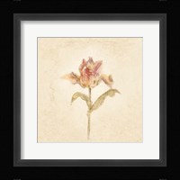 Zoomer Schoon Tulip on White Crop Fine Art Print