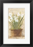 Garden White Narcissus Panel Fine Art Print