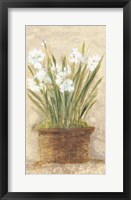 Garden White Narcissus Panel Framed Print