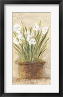 Garden White Narcissus Panel Framed Print