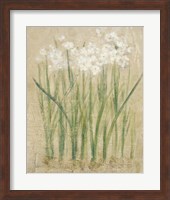 Narcissus Cool Fine Art Print