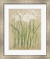 Narcissus Cool Fine Art Print