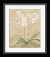 Orchid Cool Framed Print