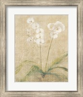 Orchid Cool Fine Art Print