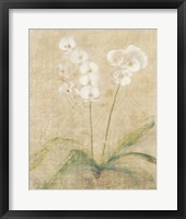 Orchid Cool Framed Print