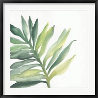 Tropical Palm III Fine Art Print