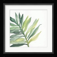 Tropical Palm III Framed Print