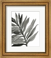 Tropical Palm III BW Fine Art Print