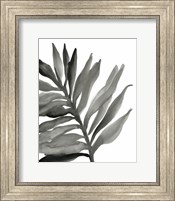 Tropical Palm III BW Fine Art Print