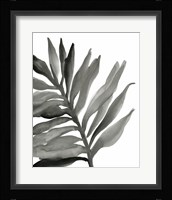 Tropical Palm III BW Framed Print