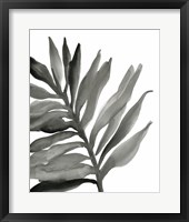 Tropical Palm III BW Framed Print