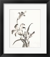 Sumi Daylily II Framed Print