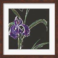 Iris on Black II Fine Art Print