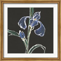Iris on Black IV Fine Art Print