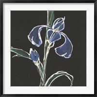 Iris on Black IV Fine Art Print