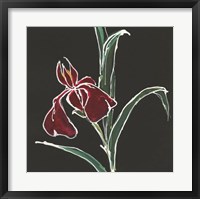 Iris on Black V Fine Art Print