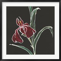 Iris on Black V Fine Art Print