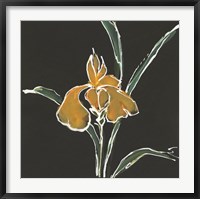 Iris on Black VI Fine Art Print