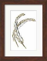 Gilded Hackles Feather Fine Art Print