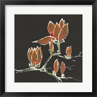 Magnolia on Black IV Framed Print