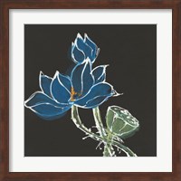 Lotus on Black VII Fine Art Print