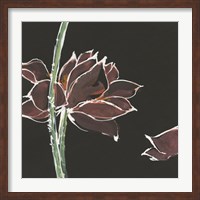 Lotus on Black V Fine Art Print