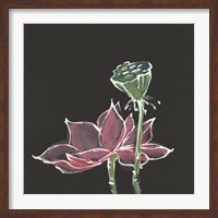 Lotus on Black III Fine Art Print
