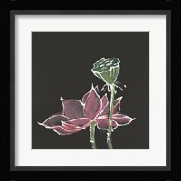 Lotus on Black III Framed Print