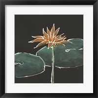 Lily on Black VI Fine Art Print
