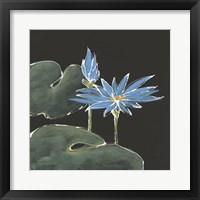 Lily on Black V Fine Art Print